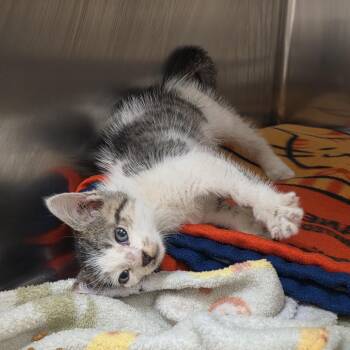Arlo -  Domestic Short Hair Cat for Adoption in Newark, New Jersey - Arlo | PetCurious