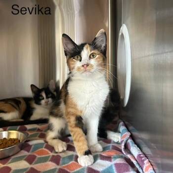 Sevika -  Domestic Short Hair Cat for Adoption in Knoxville, Tennessee - Sevika | PetCurious