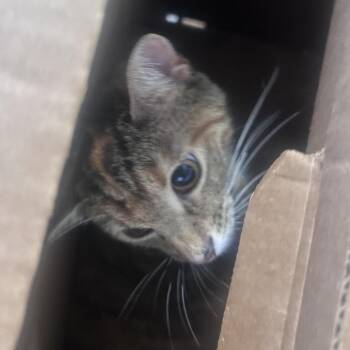 Starburst -  Domestic Short Hair Cat for Adoption in Philadelphia, Pennsylvania - Starburst | PetCurious