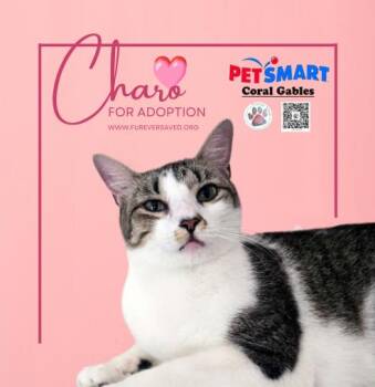 Rescue Domestic Short Hair Cats for Adoption in Miami, Florida - Charo | PetCurious