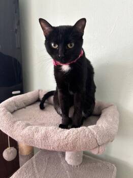 Tabby Cats Available for Adoption - SParkle | PetCurious