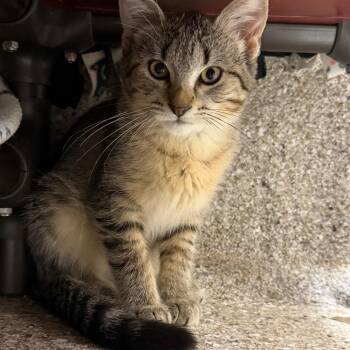 Paddywack -  Domestic Short Hair Cat for Adoption in Detroit Lakes, Minnesota - Paddywack | PetCurious