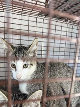 A662319 -  Domestic Short Hair Cat for Adoption in Houston, Texas - A662319 | PetCurious