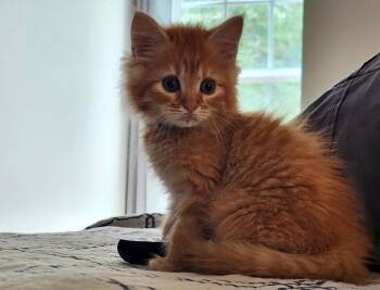 *Erie -  Domestic Medium Hair Cat for Adoption in Newnan, Georgia - *Erie | PetCurious