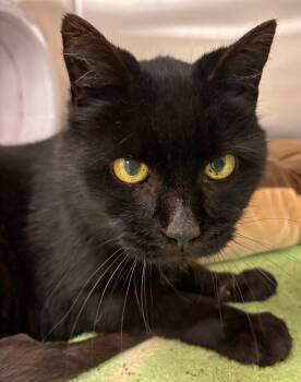 Rescue Domestic Long Hair Cats for Adoption in Madison, Georgia - Glamma | PetCurious