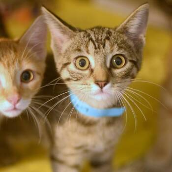 Liberty -  Domestic Short Hair Cat for Adoption in Belleville, Illinois - Liberty | PetCurious