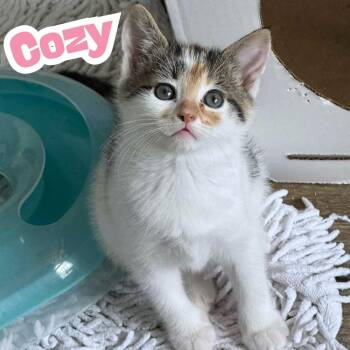 Rescue Domestic Short Hair Cats for Adoption in Riverview, Florida - Cozy *Adorable Calico/White Kitten* | PetCurious