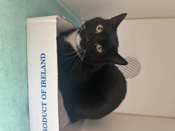 Domestic Short Hair Cats Available for Adoption - BK | PetCurious