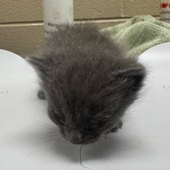 Brooke -  Domestic Short Hair Cat Available for Adoption in Winston-salem, North Carolina - Brooke | PetCurious