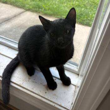 Jake Sully -  Domestic Short Hair Cat for Adoption in West Des Moines, Iowa - Jake Sully | PetCurious