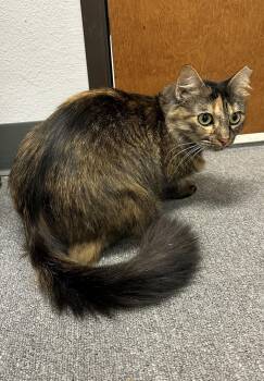 Tulip -  Dilute Tortoiseshell and Domestic Medium Hair Cat for Adoption in Euless, Texas - Tulip | PetCurious
