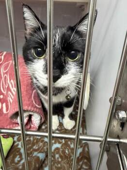 Meow Meow -  Domestic Short Hair Cat for Adoption in Dyer, Indiana - Meow Meow | PetCurious