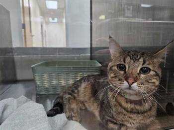 MOUNTAIN -  Domestic Short Hair Cat for Adoption in Pueblo, Colorado - MOUNTAIN | PetCurious