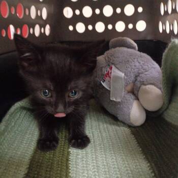Domestic Short Hair Cats Available for Adoption in Roanoke, Virginia - Salem | PetCurious