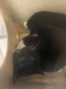 Domestic Short Hair Cats Available for Adoption in Kent, Washington - BARN CAT FIR | PetCurious