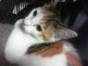 A1268810 -  Domestic Short Hair Cat for Adoption in Charlotte, North Carolina - A1268810 | PetCurious