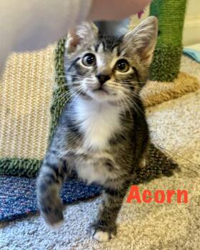 Rescue Domestic Short Hair Cats for Adoption in Reston, Virginia - Acorn | PetCurious
