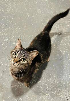 Rescue Tabby Cats for Adoption in Brooks, Maine - Kat | PetCurious