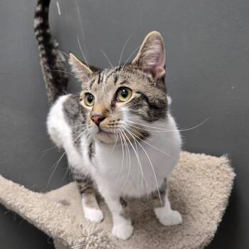 Domestic Short Hair Cats Available for Adoption in Buffalo, New York - Rip | PetCurious