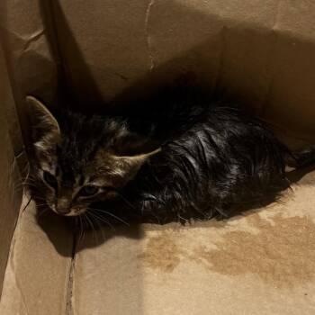 Autumn 2 -  Domestic Short Hair Cat for Adoption in Tampa, Florida - Autumn 2 | PetCurious