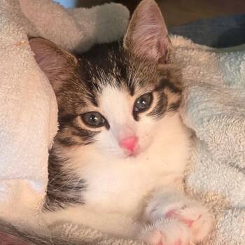 Cinnamon -  Domestic Short Hair Cat Available for Adoption in Franklin, North Carolina - Cinnamon | PetCurious