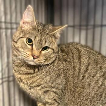 Tabby Cats Available for Adoption - Finnegan *Courtesy Post* | PetCurious