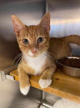 Pumpkin -  Domestic Short Hair Cat for Adoption in Wilmington, North Carolina - Pumpkin | PetCurious