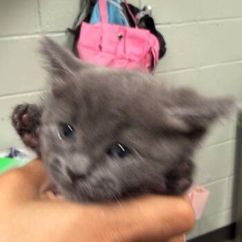 Sandra de Fluff -  Domestic Medium Hair and Russian Blue Cat for Adoption in Waldorf, Maryland - Sandra De Fluff | PetCurious