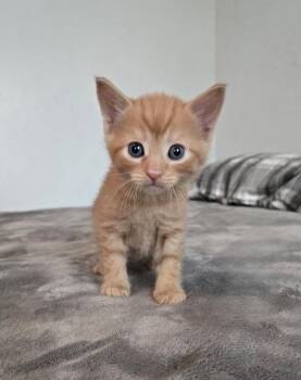 Tabby Cats Available for Adoption in Flint Hill, Virginia - Cricket | PetCurious