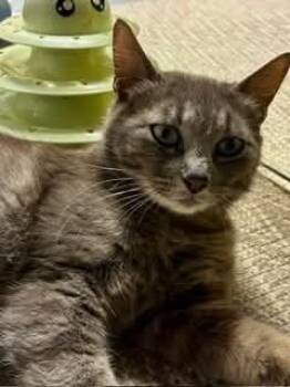 Eleanor -  Tabby and Domestic Short Hair Cat for Adoption in Gladstone, Oregon - Eleanor | PetCurious