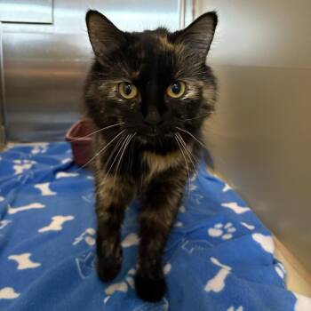 Domestic Long Hair Cats Available for Adoption - Chatter | PetCurious