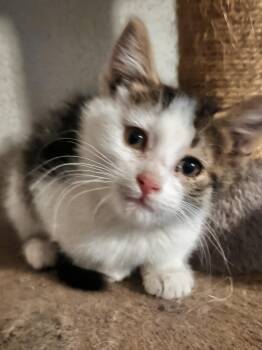 Rescue Domestic Medium Hair Cats for Adoption in Brainerd, Minnesota - Lotus | PetCurious