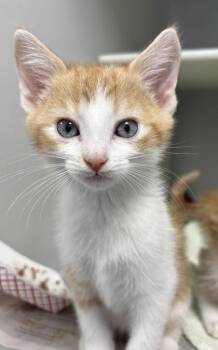 Madame Mischief 1150-26 -  Domestic Short Hair Cat for Adoption in Cumming, Georgia - Madame Mischief 1150-26 | PetCurious