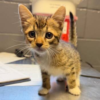 Domestic Short Hair Cats Available for Adoption in Tuscaloosa, Alabama - TUSC-Stray-84508 | PetCurious