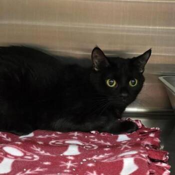 June Bug -  Domestic Short Hair Cat for Adoption in Buffalo, New York - June Bug | PetCurious