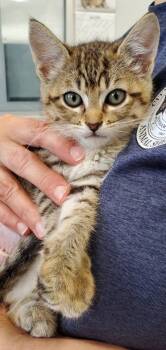 Domestic Short Hair Cats Available for Adoption in Denham Springs, Louisiana - Mae PA | PetCurious