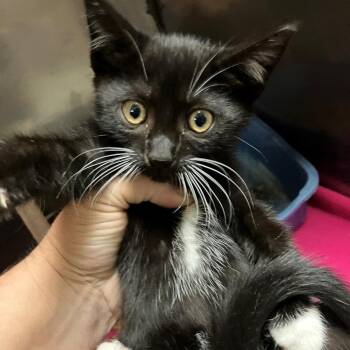Gabbie -  Domestic Short Hair Cat for Adoption in New York, New York - Gabbie | PetCurious