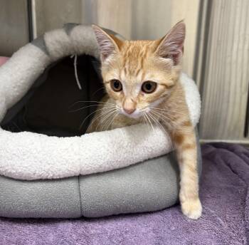 Morris -  Domestic Short Hair Cat for Adoption in Mississauga, Ontario - Morris | PetCurious