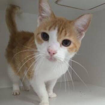Roxy -  American Shorthair Cat for Adoption in Jeffersonville, Indiana - Roxy | PetCurious