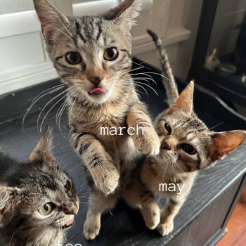 Rescue Domestic Short Hair Cats for Adoption in Olmos Park, Texas - MARCH | PetCurious