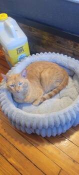 Ed -  Domestic Short Hair Cat for Adoption in Philadelphia, Pennsylvania - Ed | PetCurious