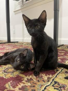 Wilson -  Domestic Short Hair Cat for Adoption in Dallas, Texas - Wilson | PetCurious