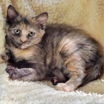 Rescue Domestic Short Hair Cats for Adoption in Pennsville Township, New Jersey - Whistle | PetCurious