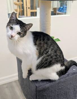 Domestic Short Hair Cats Available for Adoption in Palm Harbor, Florida - Deale | PetCurious