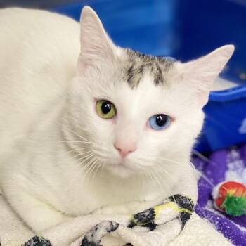 Rescue Domestic Short Hair Cats for Adoption in Los Angeles, California - Omar Gosh | PetCurious