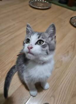 East -  Domestic Short Hair Cat for Adoption in Calgary, Alberta - East | PetCurious