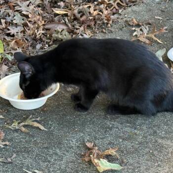 Nicola -  American Shorthair Cat for Adoption in Greensboro, North Carolina - Nicola | PetCurious