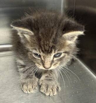 Starlight -  Domestic Short Hair Cat for Adoption in Lafayette, Louisiana - Starlight | PetCurious