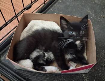 Willoughby -  Domestic Medium Hair Cat for Adoption in Greensboro, North Carolina - Willoughby | PetCurious
