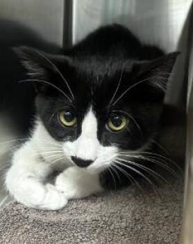 Tree Branch -  Domestic Short Hair Cat for Adoption in Roseville, California - Tree Branch | PetCurious